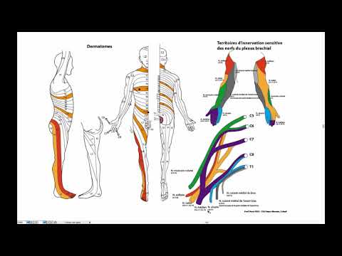 Vidéo: Qu'est-ce que le sclérotome donne ?