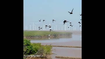 Điện gió bạc liêu