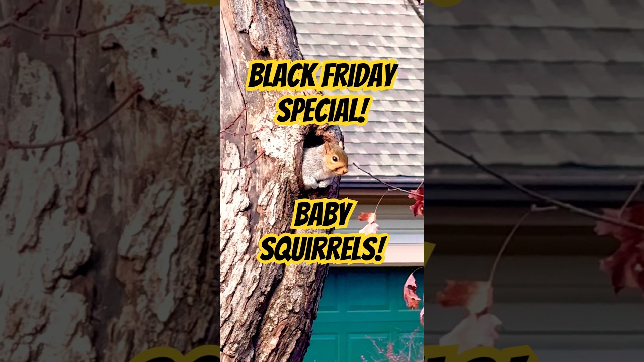 Baby Squirrels on Black Friday! #nature #baby #wildlife