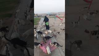 Feeding Hungry Street Cats | Kindness Saves Lives 🐾 #shorts