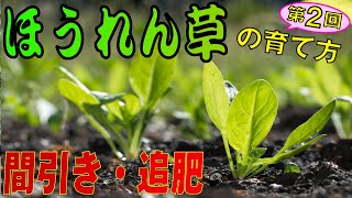 #2.ほうれん草の育て方【追肥・間引き・日常管理】家庭菜園！トンネルハウスで作るコツを紹介します！