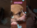 Relaxing Music For Dogs 🐶 Lullaby For Labrador Puppies #shortsvideo #shorts