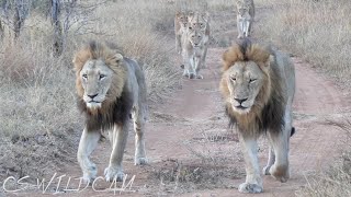 Lost Skorro Male Lion Finds His Pride and Brother | We were Lucky to Locate Them! Ep 177