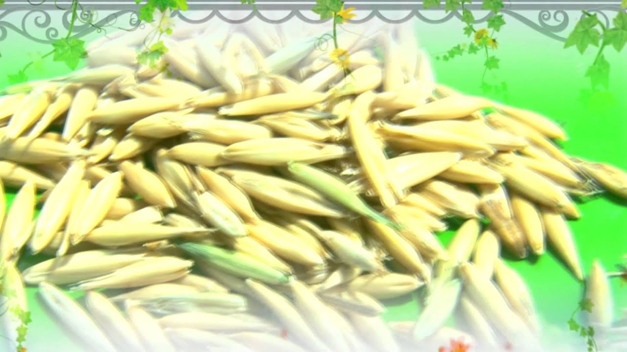 нэг наст тэжээлийн ургамал тарих агротехнологи -LAMP 2015