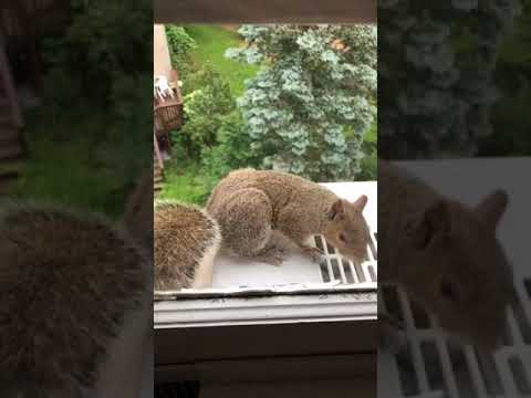  Squirrel  vs Window Air  Conditioner  YouTube