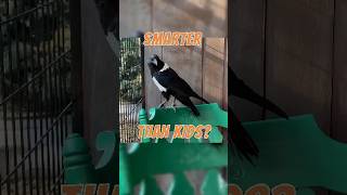 How Smart Are Crows?