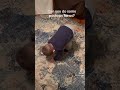 Grayson doing pushups