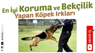 En İyi Koruma ve Bekçilik Yapan Köpek Irkları