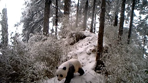 Infrared Cameras Capture Wild Giant Pandas in Heat - DayDayNews