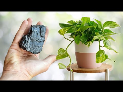 روعة فقط قطعة فحم و شاهد كيف ستنمو و تزهر نبتتك كل النباتات