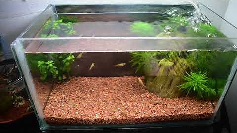 CUIDADO DE ALEVINES | ALIMENTACION Y CONSEJOS PARA CRIAS DE PECES GUPPY, PLATY, MOLLY Y BETTA