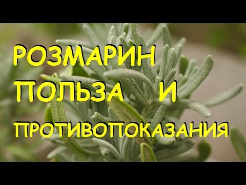 Видео: Розмарин - ползи и употреба на масло от розмарин, отглеждане. Розмарин за коса, акне, лице