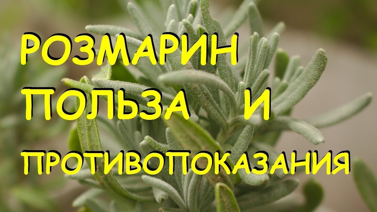 Розмарин лечебные свойства и противопоказания.