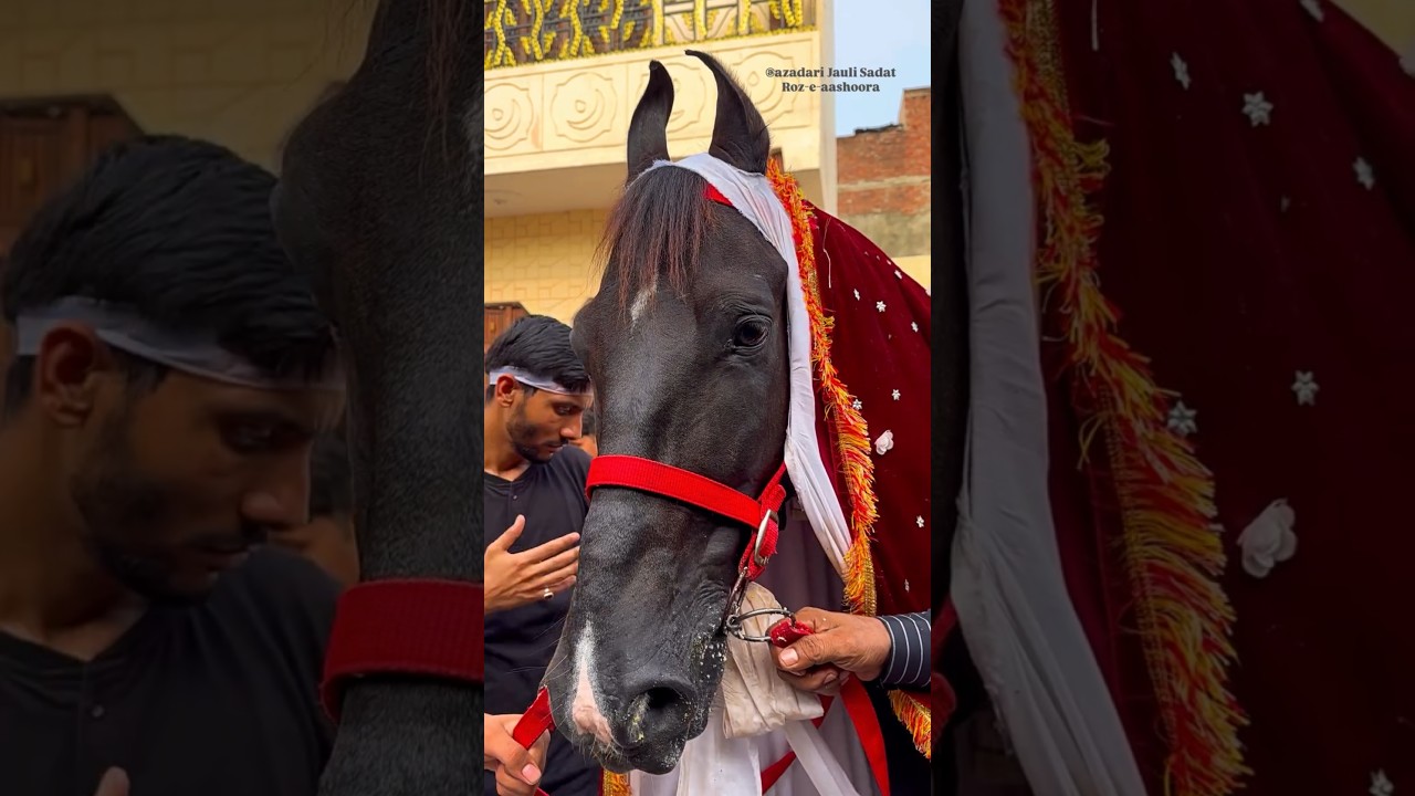 10 Muharram Jolly sadat #10muharramjaloos #rozeashura #10muharram2025 #azhartv72