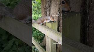 Cute Squirrel Eating #shorts #squirrels #squirrel #squirreleating #cutesquirrel