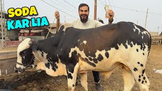 Alhamdulillah Vip Janwar Ley Lia Mandi Se