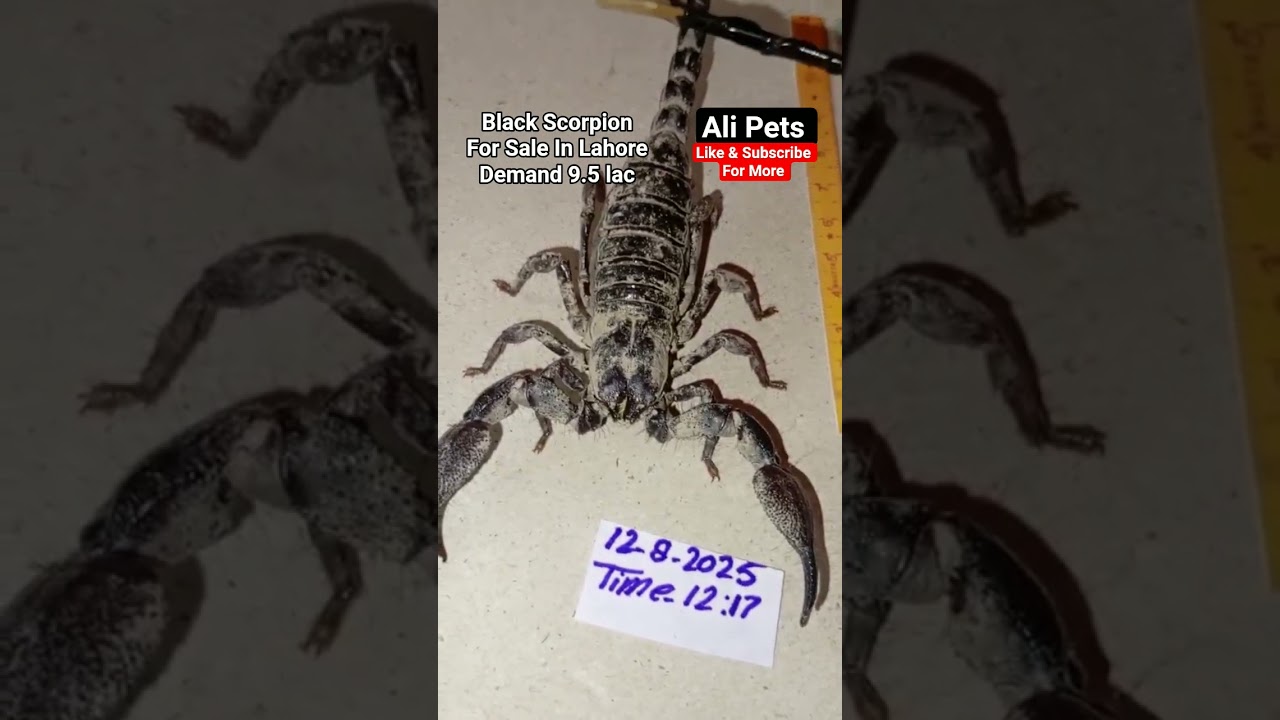 Black Scorpion For Sale In Lahore Demand 9.5lac 