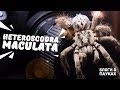 Болтовня о Heteroscodra maculata | убираемся в террариуме