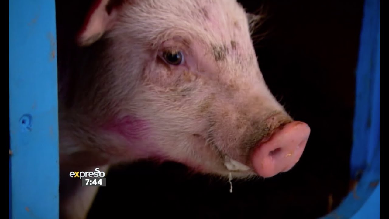 Tech Report: Animal Intelligence