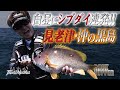 真っ昼間にシブ鯛が連発！！シロモッチ【スーパーフカセゲーム】IN和歌山県見老津 沖の黒島