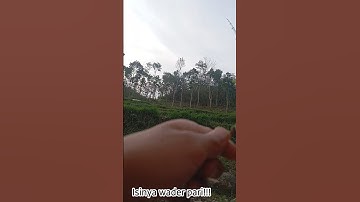 microfising dapat wader pari