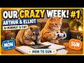 Our Week Together | Arthur the Marmot & Elliot the Cat #1