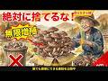絶対に捨てないで！スーパーの『キノコのゴミ』が段ボール1枚で無限に増殖する魔法（0円）#家庭菜園 #有機農業 #自然農法