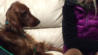 Saoirse -  Future Diabetic Alert Dog by Michael Burkey 690 views 8 years ago 1 minute, 29 seconds