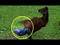 The Owner Couldn't Believe Her Horse Gave Birth to a ......