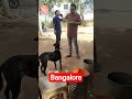 dog food emotional s #funny #dog