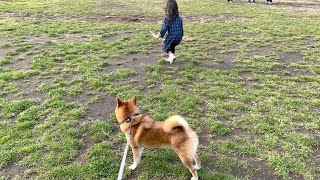 ４歳娘の&quot;姉離れ&quot;を寂しく見つめる柴犬おねーちゃん