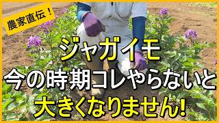 【ジャガイモ栽培】確実に肥大化させるためにやるべきこと【有機農家直伝！無農薬で育てる家庭菜園】　26/5/21