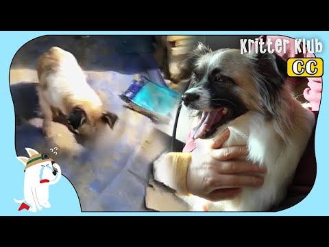 Video: Pet Scoop: Dog Starving Diadopsi oleh Petugas Pahlawan, Tersedak Goldfish Disimpan di Vet