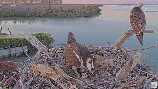 Captiva Osprey Nest 2024 Season - 2024 April 24th - Second hatch, From pip to hatch!