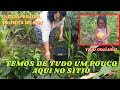 TEMOS DE TUDO UM POUCO AQUI NO SITIO/NOSSA PRIMEIRA COLHEITA NO SITIO+TUDO ORGÂNICO/VIDA NA ROÇA