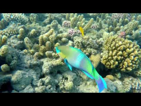 необычные обитатели морских глубин