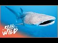 Whale Shark: Amazing Lifestyle Of The Largest Fish In The Sea | Australia's Wild Places | Real Wild image