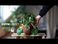 How to treat a Pilea with dropping Leaves.