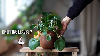 How To Treat A Pilea With Dropping Leaves.