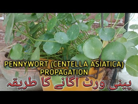 Βίντεο: Ελκυστικό Pennywort