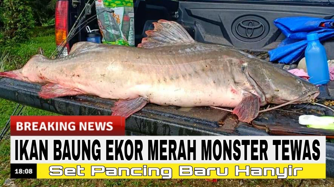 ikan