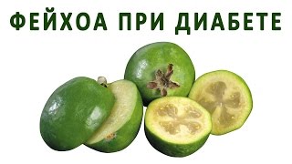 Что такое фейхоа и чем она полезна при сахарном диабете? Что такое фейхоа и чем она полезна при сахарном диабете?