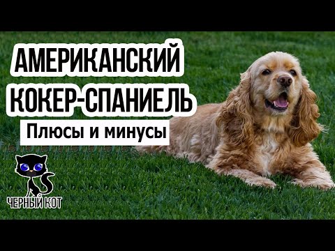 ✔ Американский кокер-спаниель, плюсы и минусы породы