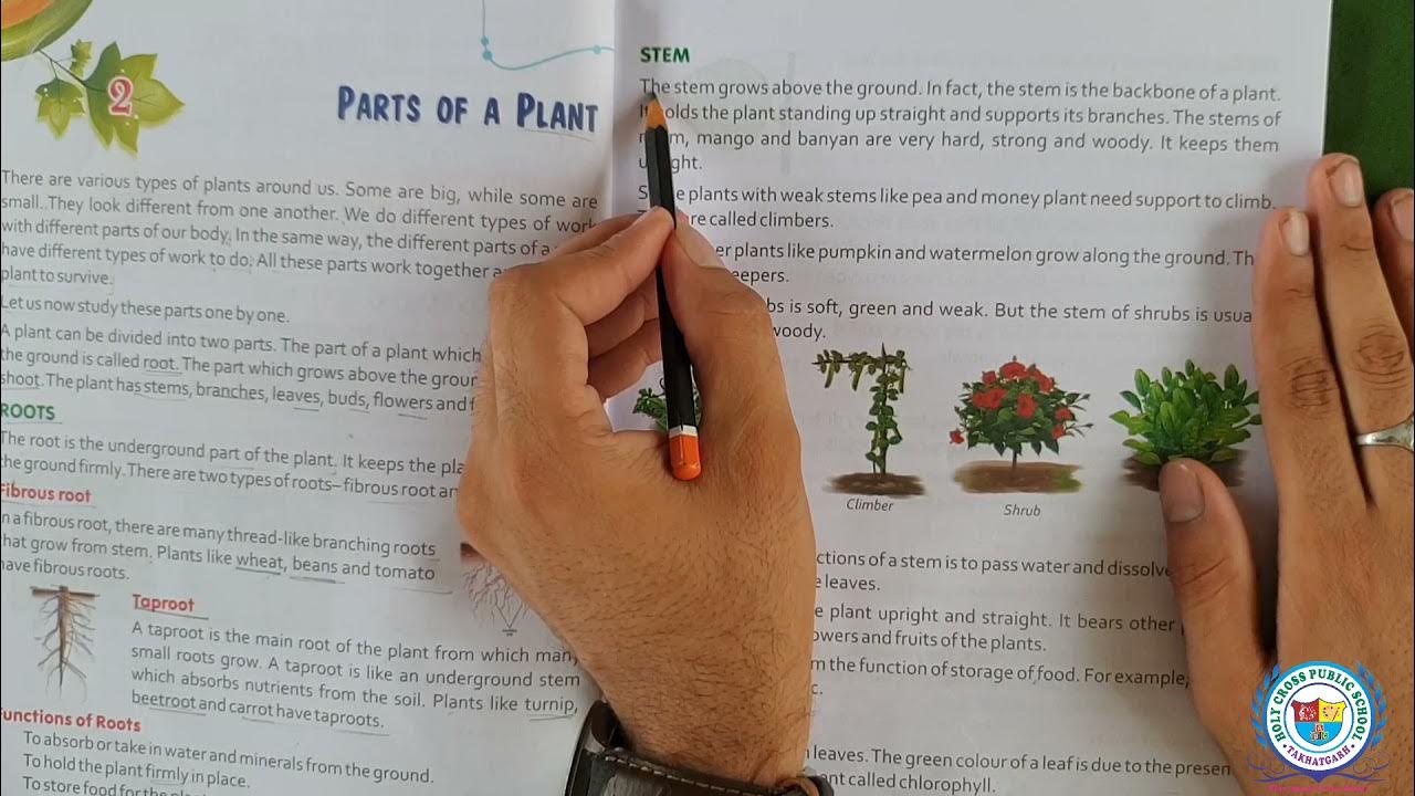 Parts of A Plants Class3 Chapter2 Science Splendid By