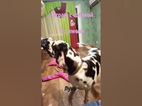 порода собаки Немецкий дог мраморный арлекин 💗 - YouTube