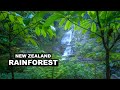 An afternoon in the rainforest - My handheld workflow