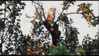 P. Suanzes: Curuxa (Tui, 2011)