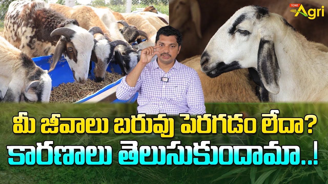 Deworming In Sheep And Goat deworming-in-sheep-and-goat