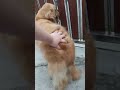 Golden retriever loves scratches shorts goldenretriever