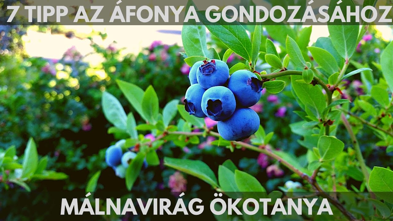 7 tipp az áfonya gondozásához